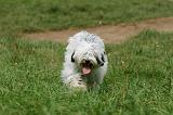 TERRIER DU TIBET 277